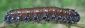 Larvae